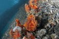   waiting old Italian proverb says patience virtue strong ones... if this true would like have frogfish enemy went diving times different days found them exactly same position ones"... ones" frog-fish frog fish  
